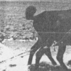 Burro en los campos de Torrubia de Soria